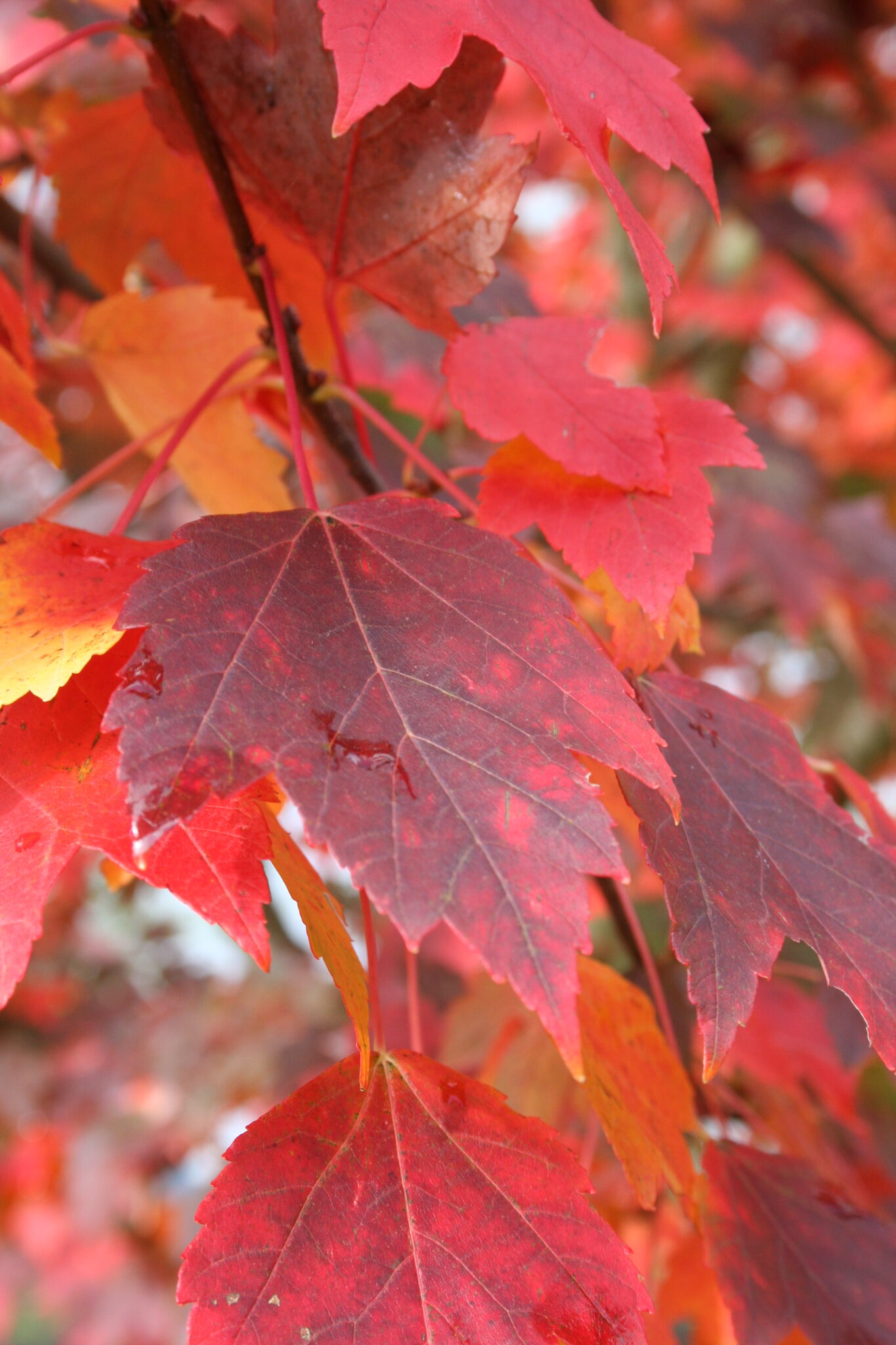 Maple, Red Sun Valley Campbells Nursery