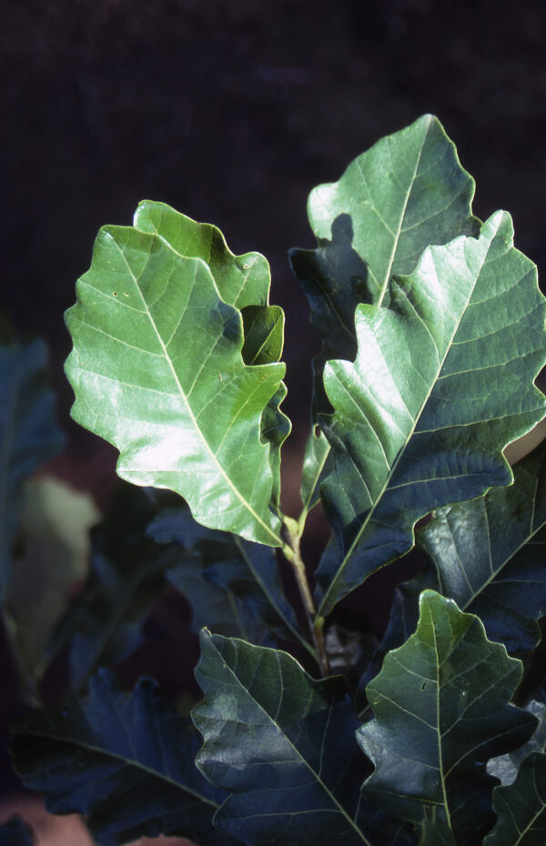 Oak, Swamp White - Image 3