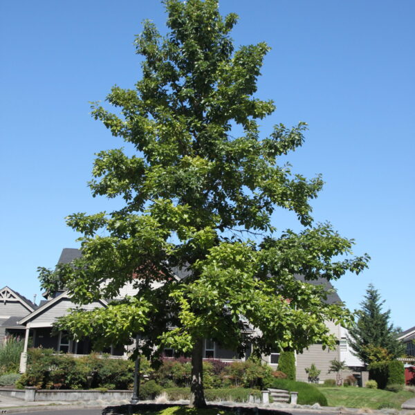 Oak, Swamp White
