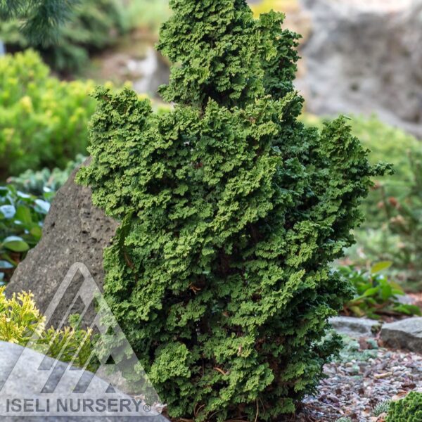 Arborvitae, Primo