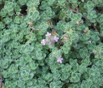 Thyme, Wooly