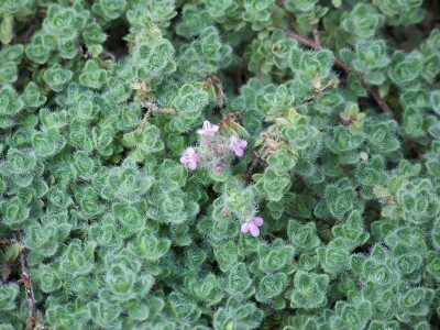 Thyme, Wooly