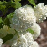 Viburnum, Snowball