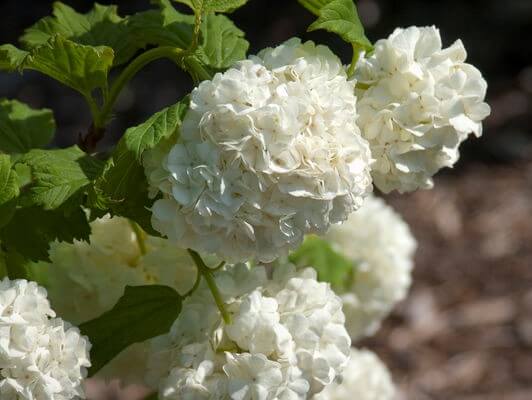 Viburnum, Snowball