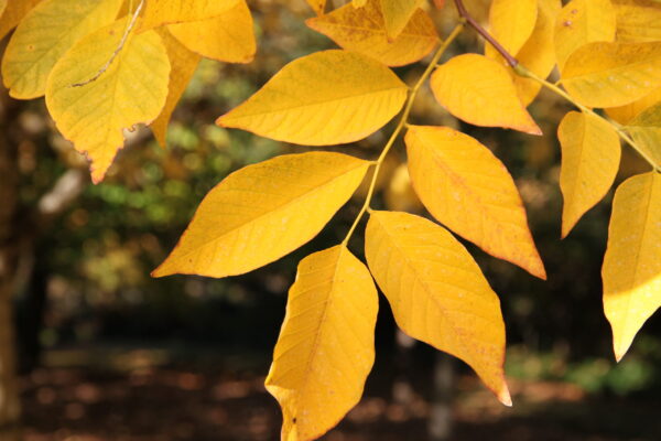 Yellowwood, American - Image 3