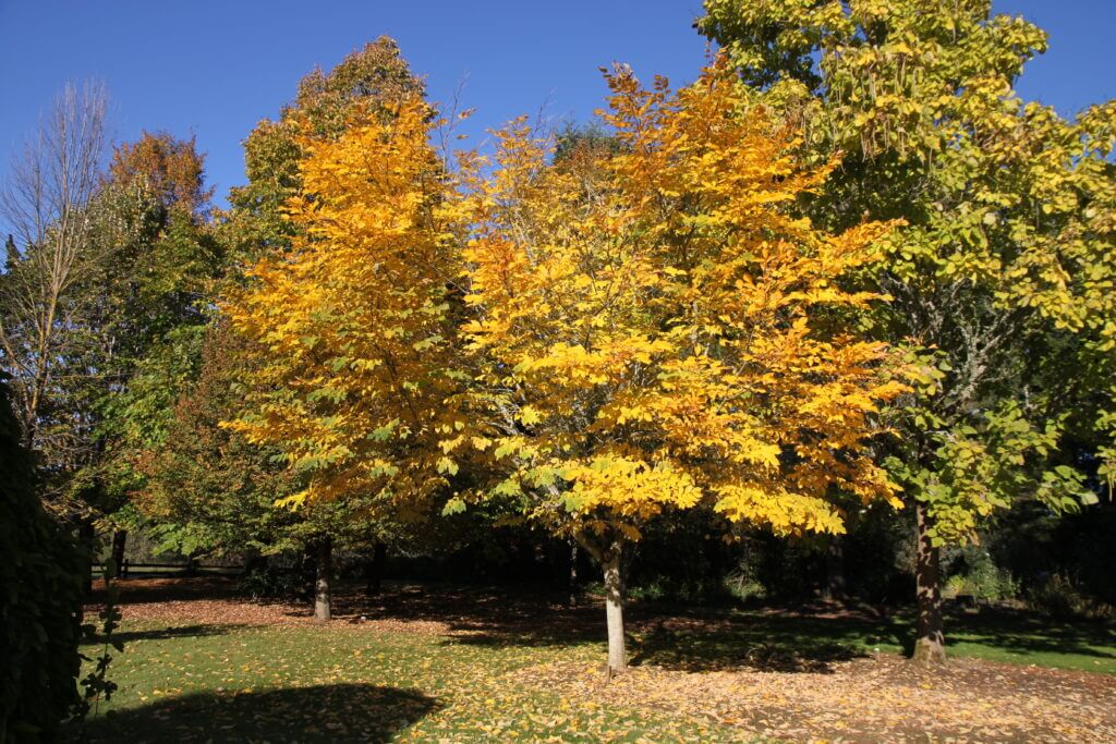 Yellowwood, American