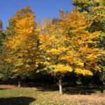 Yellowwood, American