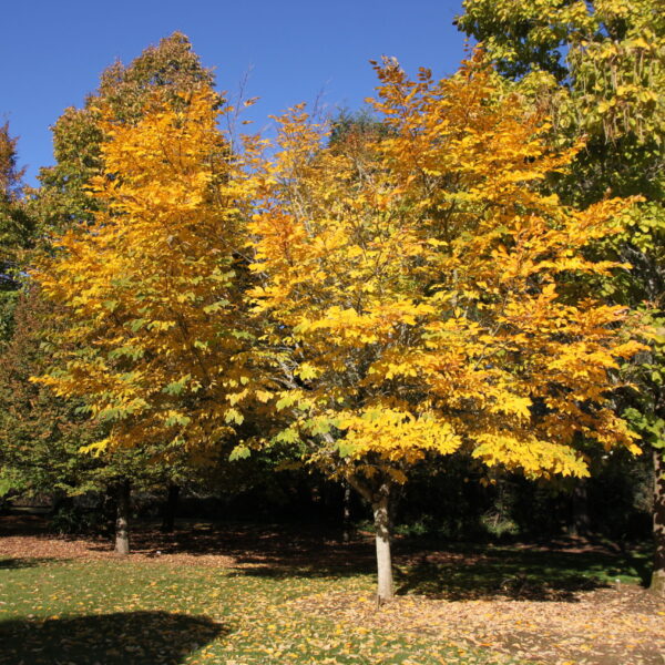 Yellowwood, American