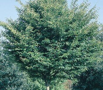 Zelkova, Green Vase