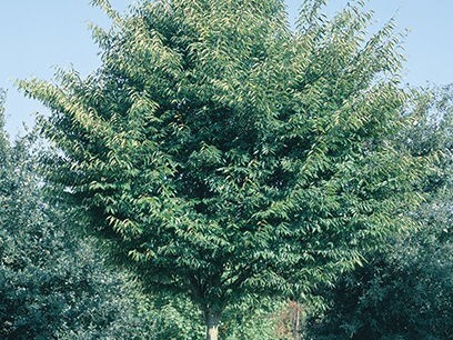 Zelkova, Green Vase