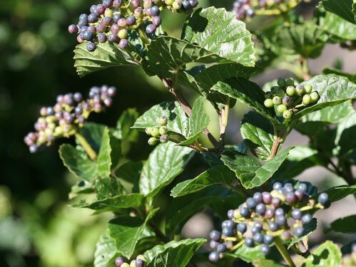 Viburnum, Arrowwood Glitters & Glows
