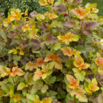 Ninebark, Amber Jubilee