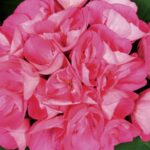 Geranium, Americana Pink