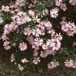 Aster, Wood’s Pink