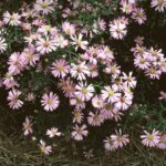 Aster, Wood's Pink