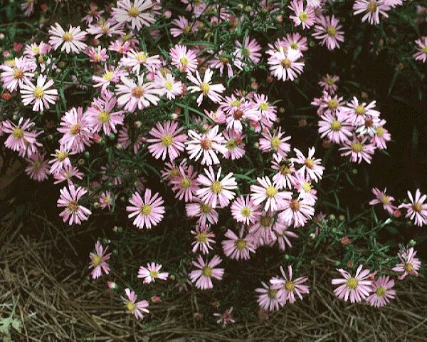 Aster, Wood's Pink
