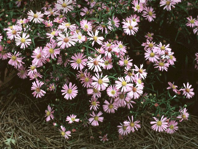 Aster, Wood’s Pink