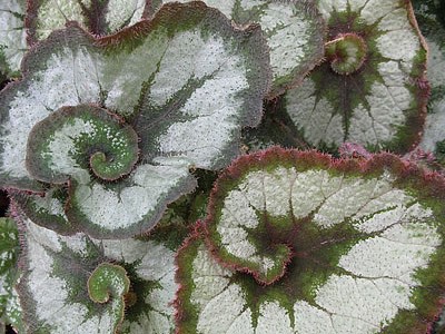 Begonia, Rex Escargot - Φυτώριο Campbell