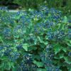 Viburnum, Arrowwood Blue Muffin