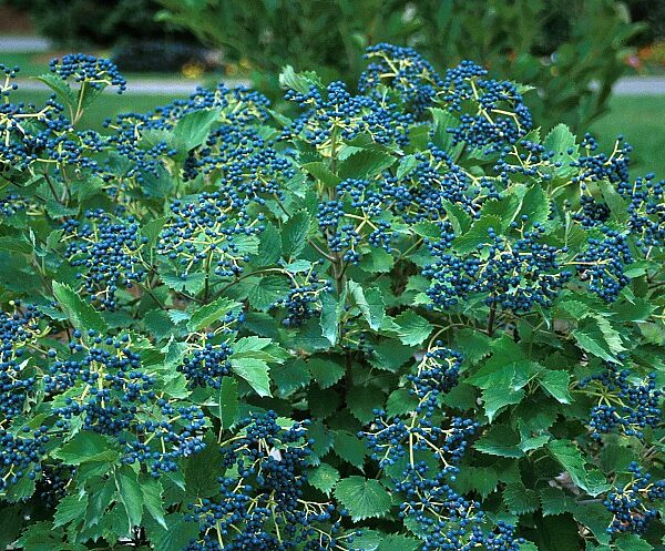 Viburnum, Arrowwood Blue Muffin