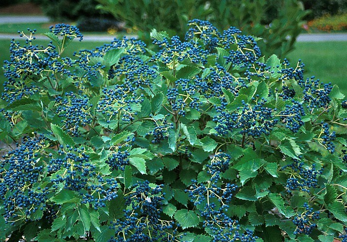 Viburnum, Arrowwood Blue Muffin