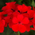 Geranium, Caliente Orange