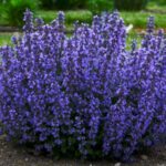 Catmint, Cat's Pajamas