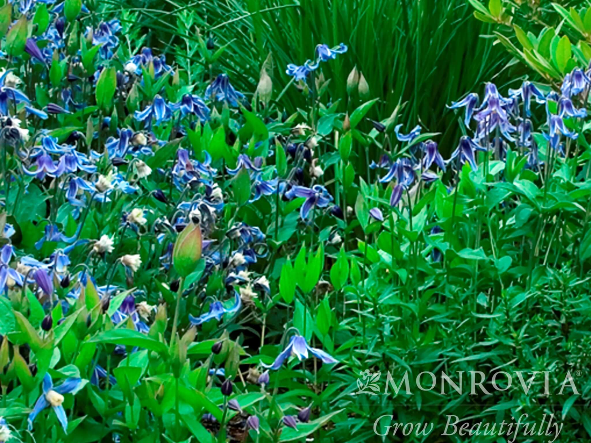 Clematis, Blue Ribbons
