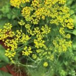 Dill, Fernleaf