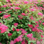 Spirea, Double Play Doozie