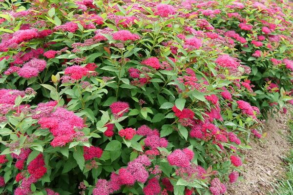 Hviske Glat hjælpeløshed Spirea, Double Play Doozie - Campbell's Nursery