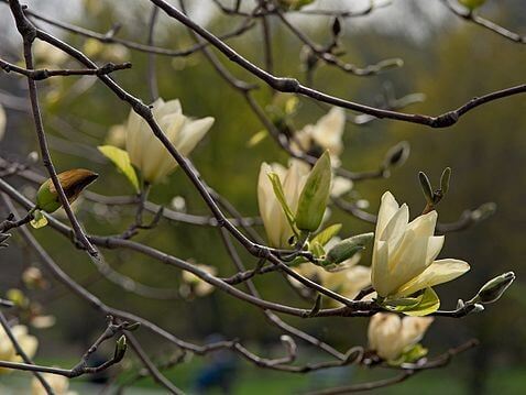 Magnolia, Hybrid Elizabeth