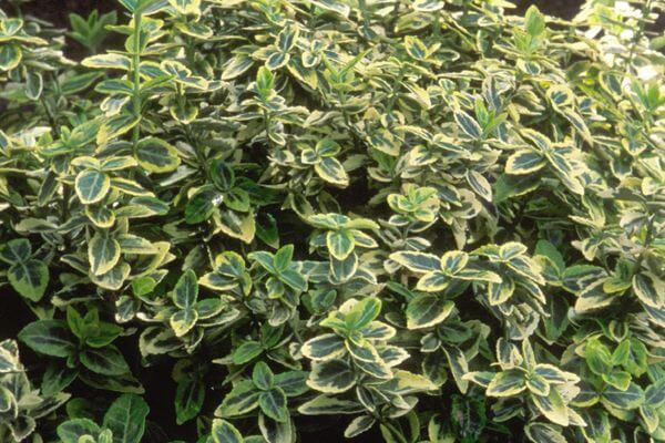 Euonymus, Emerald and Gold