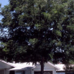 Coffeetree, Espresso