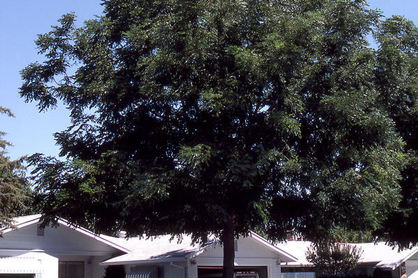 Coffeetree, Espresso