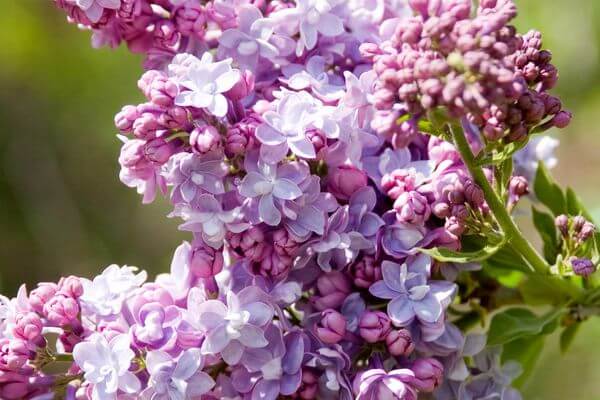 Lilac, French President Grevy