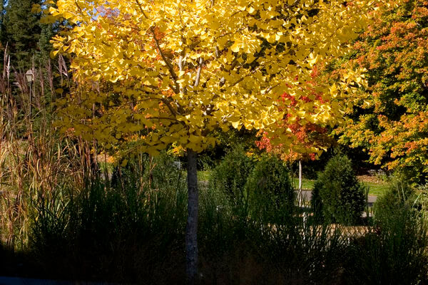 Autumn Gold Ginkgo