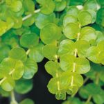 Lysimachia, Goldilocks