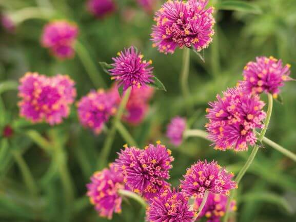 Gomphrena, Truffula Pink