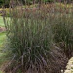 Grass, Big Bluestem Blackhawks