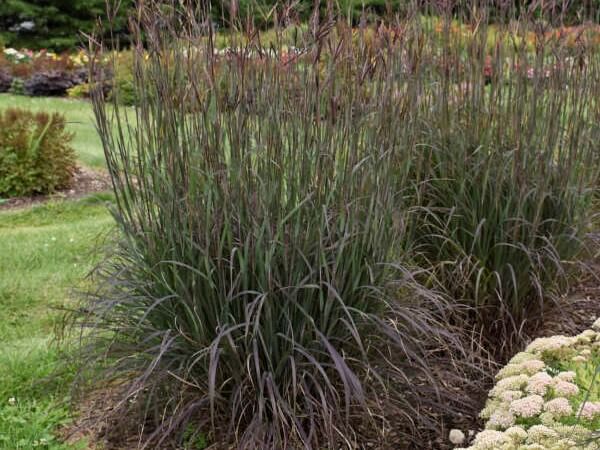 Grass, Big Bluestem Blackhawks