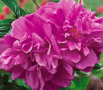 Shrub Rose, Hansa