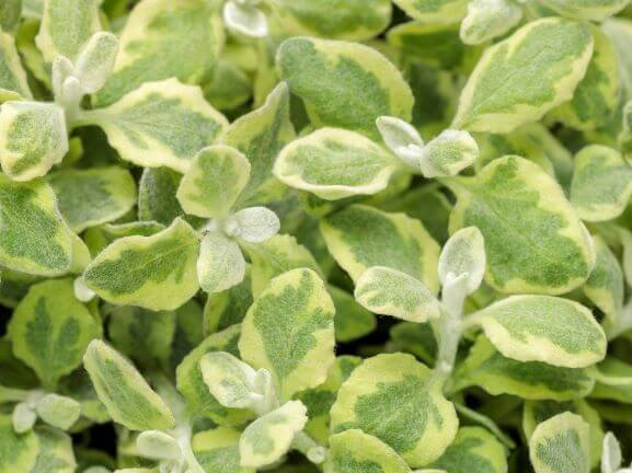 Helichrysum, Licorice Splash