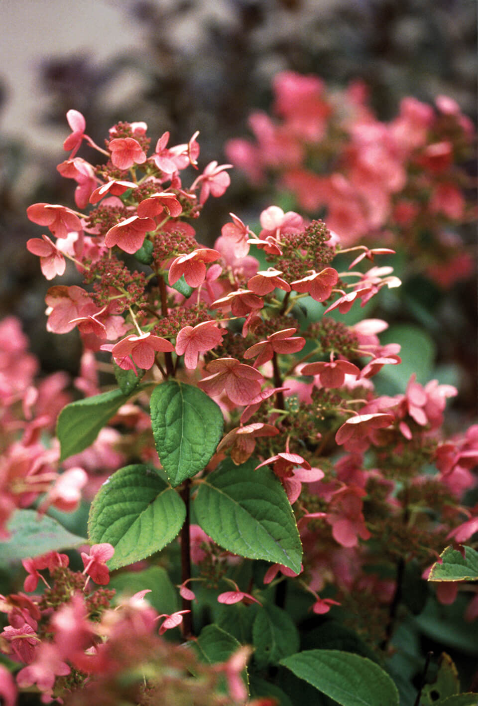 Hydrangea, Panicle Quick Fire