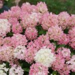 Hydrangea, Fire Light Tidbit