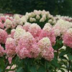 Hydrangea, Panicle Limelight Prime