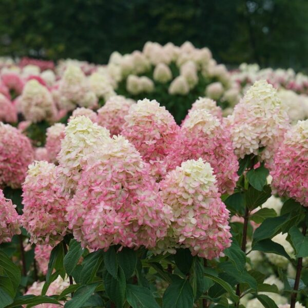 Hydrangea, Panicle Limelight Prime