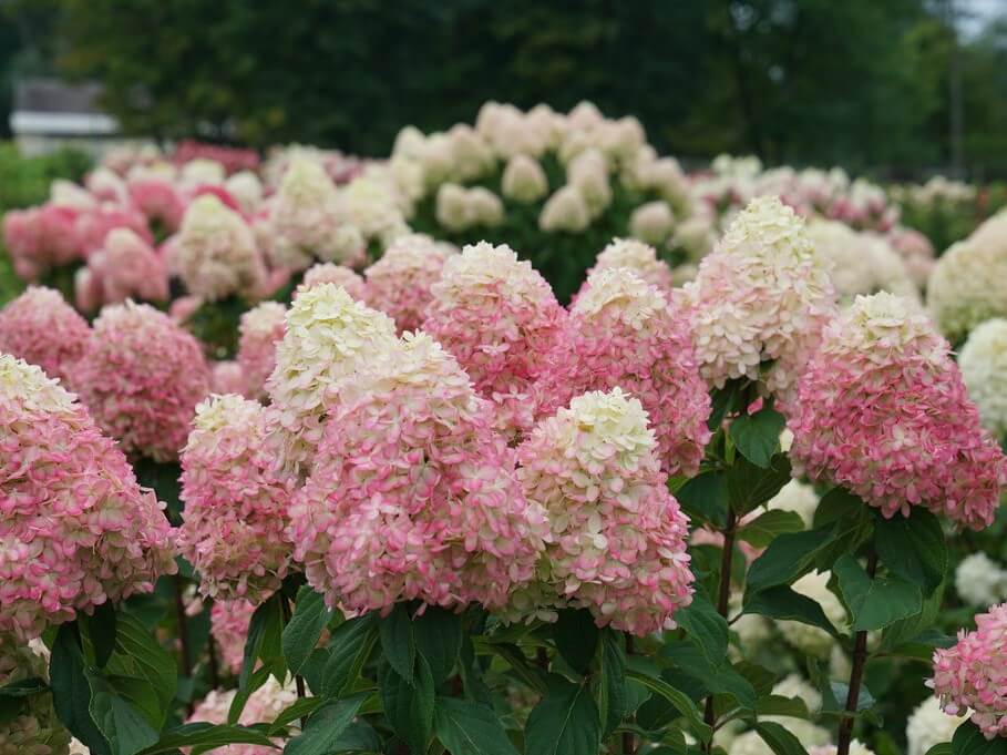 Hydrangea, Panicle Limelight Prime