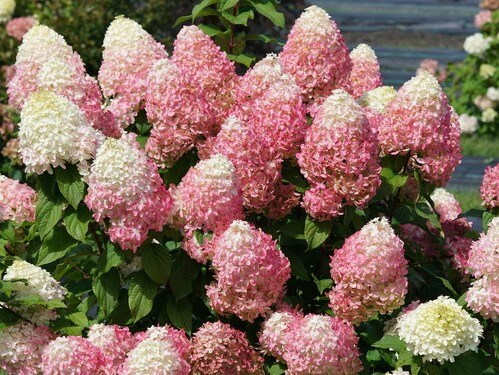 Hydrangea, Panicle Quick Fire Fab