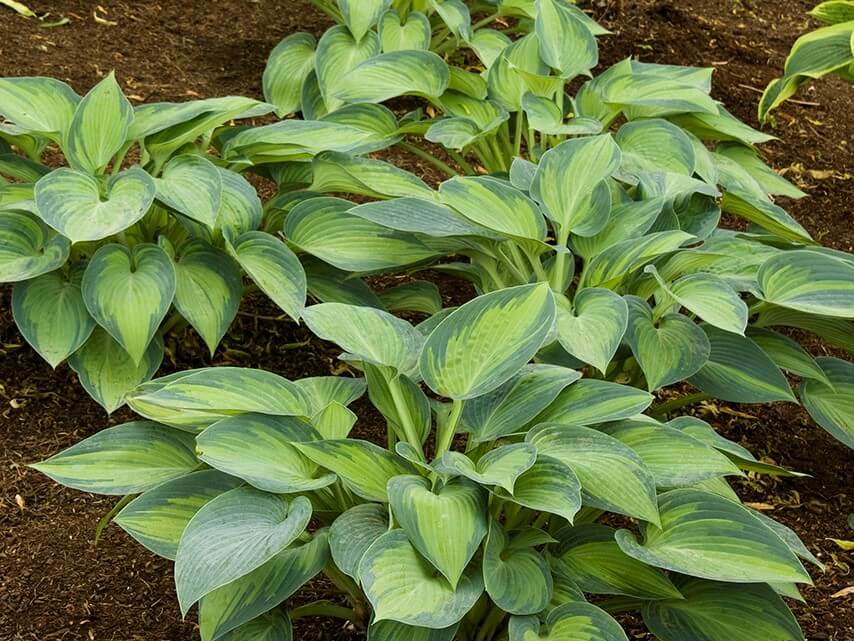 Hosta, June